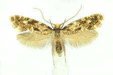 Nemapogon cloacella (Haworth, 1828)