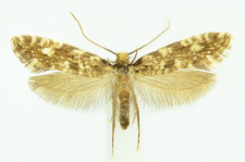 Nemapogon cloacella (Haworth, 1828)
