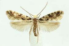 Nemapogon variatella (Clemens, 1859)