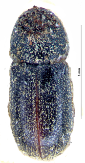 Ernoporicus caucasicus (Lindemann, 1876)