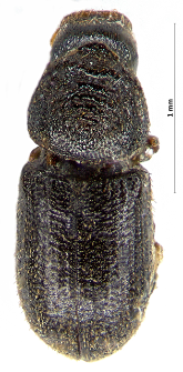 Trypophloeus binodulus (J.T.C. Ratzeburg, 1837)