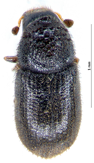 Trypophloeus granulatus (J.T.C. Ratzeburg, 1837)