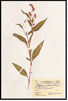 Polygonum lapathifolium L.