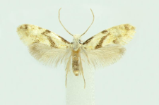 Nemapogon clematella (Fabricius, 1781)