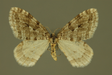 Epirrita autumnata (Borkhausen, 1794)