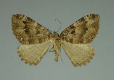 Triphosa dubitata (Linnaeus, 1758)