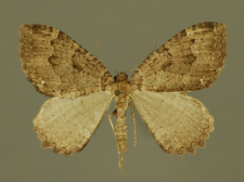 Triphosa dubitata (Linnaeus, 1758)