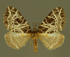 Eustroma reticulata (Denis & Schiffermüller, 1775)