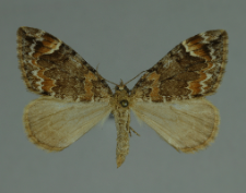 Dysstroma truncata (Hufnagel, 1767)