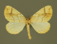 Eulithis mellinata (Fabricius, 1787)