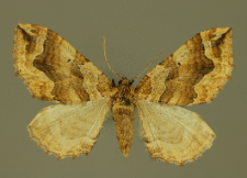 Pelurga comitata (Linnaeus, 1758)