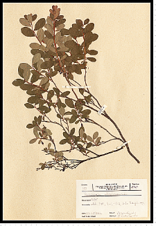 Vaccinium uliginosum L.