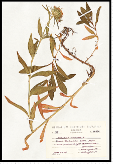 Dianthus compactus Kit.