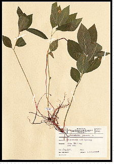 Mercurialis perennis L.