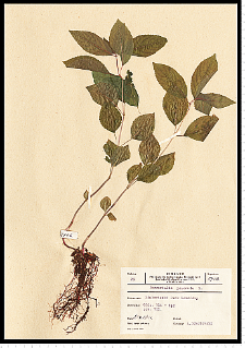 Mercurialis perennis L.