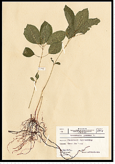 Mercurialis perennis L.