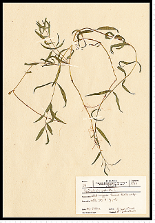 Epilobium palustre L.