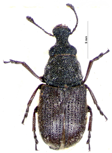 Allandrus undulatus (Panzer, 1795)