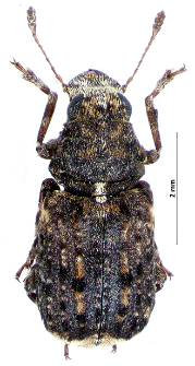 Dissoleucas niveirostris (Fabricius, 1798)