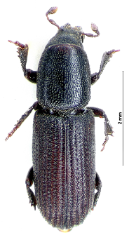 Hylastes ater (G. Paykull, 1800)