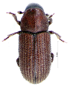 Hylurgops palliatus (L. Gyllenhal, 1813)