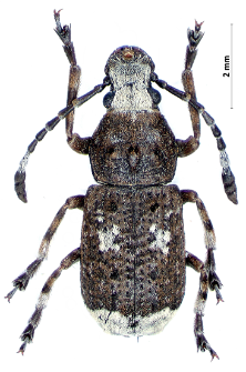 Platystomos albinus (Linnaeus, 1758)