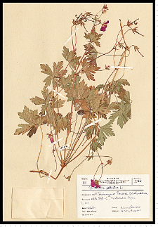 Geranium palustre L.