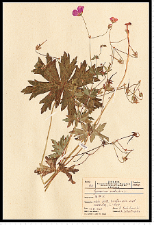 Geranium palustre L.