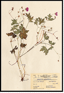 Geranium palustre L.