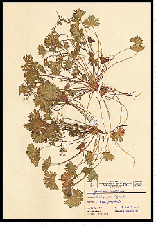 Geranium pusillum Burm. F. ex L.