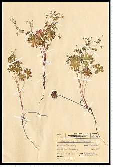 Geranium pusillum Burm. F. ex L.