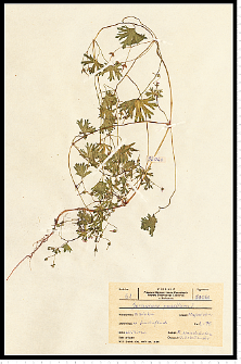 Geranium pusillum Burm. F. ex L.