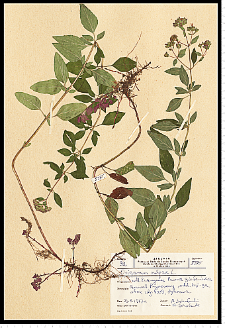 Origanum vulgare L.