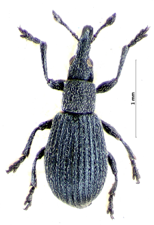 Perapion curtirostre (E.F. Germar, 1817)