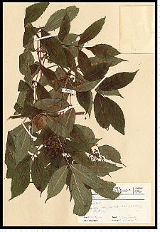 Sambucus racemosa L.