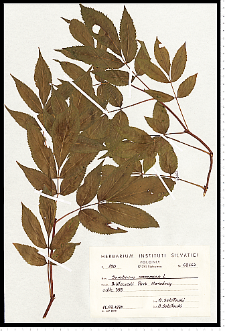 Sambucus racemosa L.