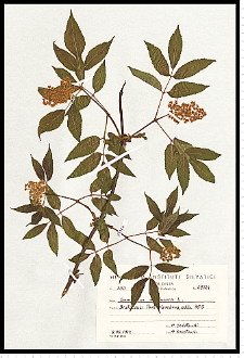 Sambucus racemosa L.