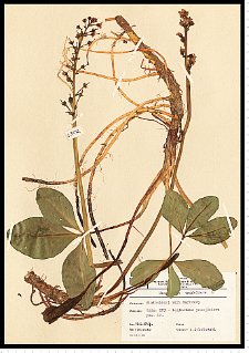 Menyanthes trifoliata L.