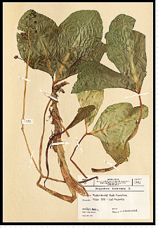 Menyanthes trifoliata L.