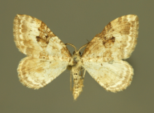 Xanthorhoe montanata (Denis & Schiffermüller, 1775)