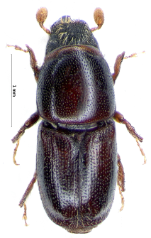 Scolytus carpini (J.T.C. Ratzeburg, 1837)