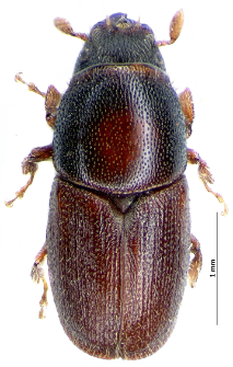 Scolytus intricatus (J.T.C. Ratzeburg, 1837)