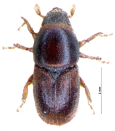 Scolytus kirschii Skalitzky, 1876