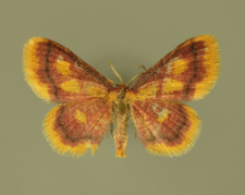 Idaea muricata (Hufnagel, 1767)