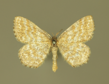 Scopula immorata (Linnaeus, 1758)