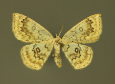 Cyclophora annularia (Fabricius, 1775)