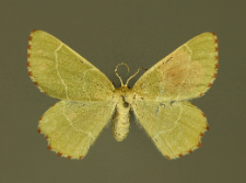 Thalera fimbrialis (Scopoli, 1763)