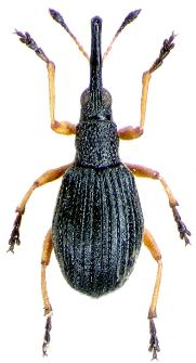 Protapion fulvipes (Geoffroy in A.F. Fourcroy, 1785)