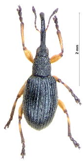 Protapion varipes (E.F. Germar, 1817)