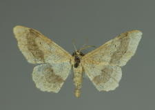 Idaea aversata (Linnaeus, 1758)